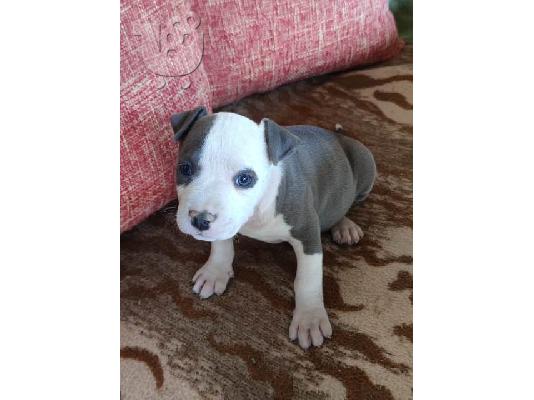 PoulaTo: Κουτάβια Blue American Staffordshire Terrier